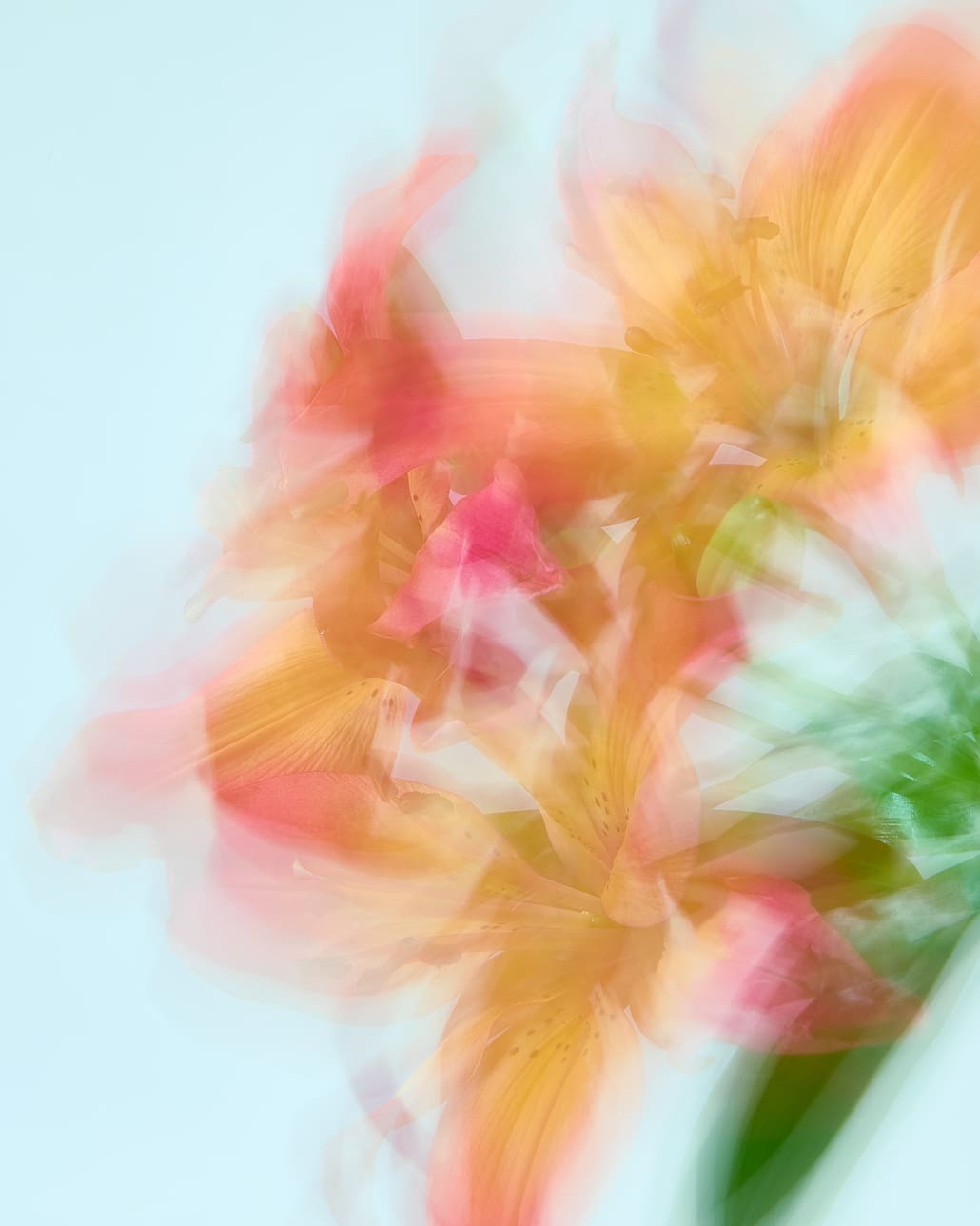 旬をまとう春デニム｜YANUK 2026 SPRING COLLECTIONのイメージバナーです。